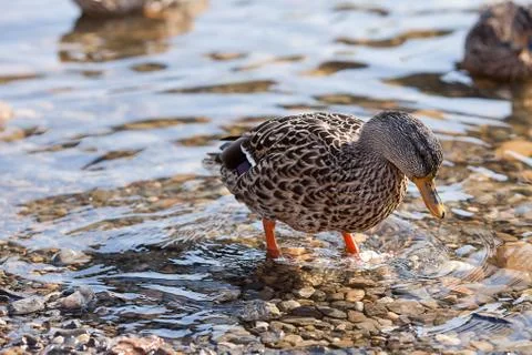 Gray ducks in the water Stock Photos