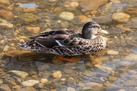 Gray ducks in the water Foto stock