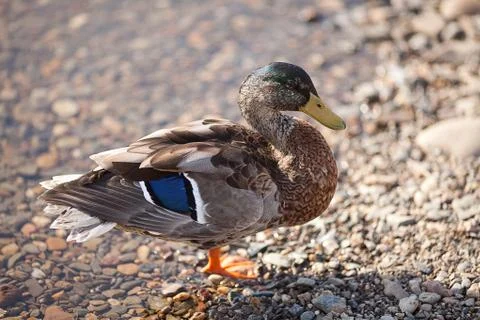 Gray ducks in the water Foto stock