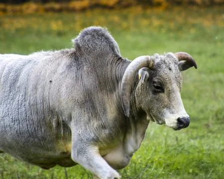 Gray dwarf zebu cattle walking across a green pasture in the countryside du.. Stock Photos