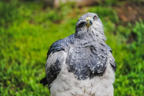 A gray eagle in a green background (Geranoaetus Melanoleucus) Stock Photos