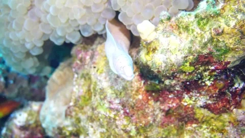 Gray eel moray Stock Footage 310906266