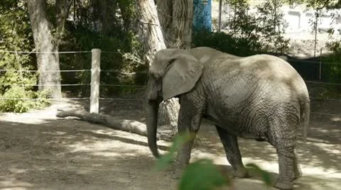 Gray Elephant Vidéo 8841466