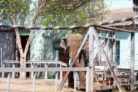 Gray elephant in the zoo. Portrait of the muzzle of a large animal. Stock Photos