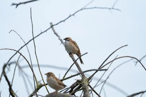 Gray Eurasian tree sparrow Fotos de archivo