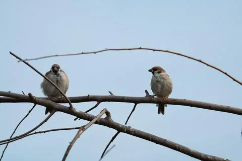 Gray Eurasian tree sparrow Stockfoto's
