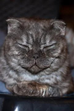 Gray exotic cat lying on a bed Stock Photos