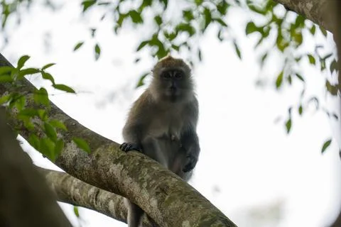 Gray-faced monkey perches on tree branch Stock Photos