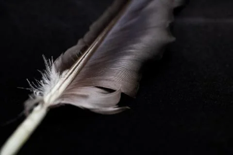 Gray feather close up on a black background Stock Photos