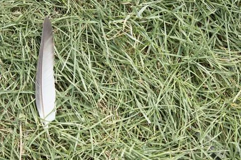 Gray Feather on Green Grass Background Stock Photos