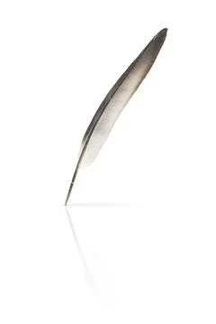Gray feather lies on a white background. Clipart Stock Photos