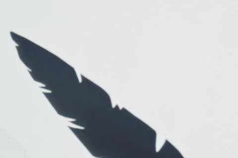Gray feather shadow on white background. White and Black mockup. Stock Photos
