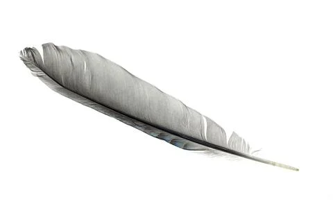 Gray feather on a white isolated background Stock Photos