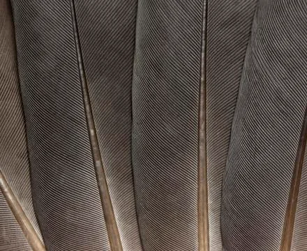 Gray feathers Stock Photos