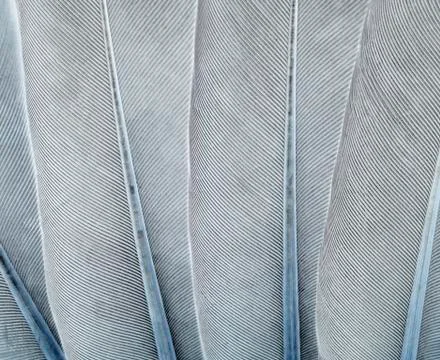 Gray feathers Фото