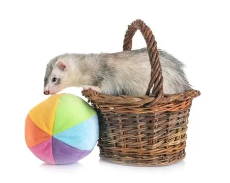 Gray ferret in studio Stock Photos