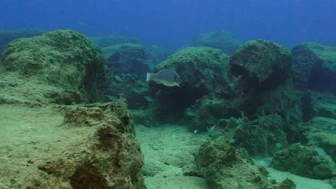 Gray Fish Stock Footage 124011835