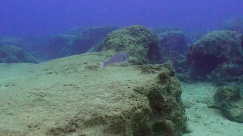 Gray Fish Goes Underwater Stock Footage 124011833