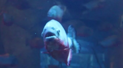 Gray fish in great detail Stock Footage 52349600