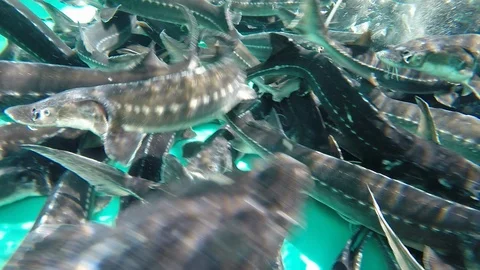 Gray Fish Swarming in a Large Tank HD Video Stock Footage 91221759