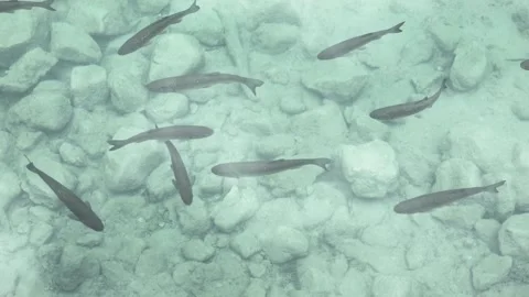 Gray fish swim in the shallows in the clear water of the reservoir. Stock Footage 98089275