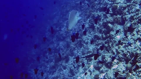 Gray fish swim towards a flock of black fish in coral reef. Maldives 動画素材 171193789