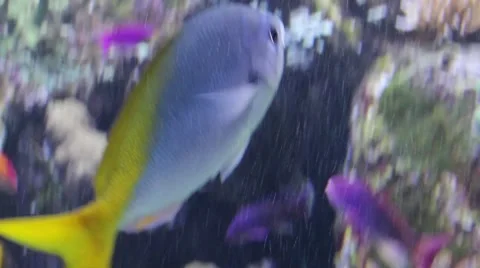 Gray fish swimming Stock Footage 52349254