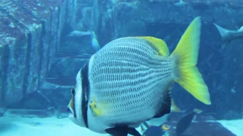 Gray fish swimming Stock Footage 52349295