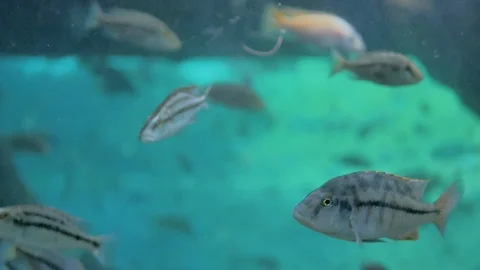 Gray fish swimming inside large aquarium with turquoise water Stock Footage 125799080