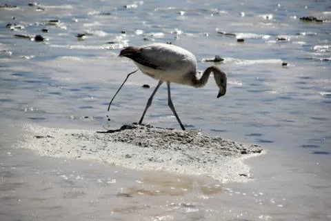 Gray flamingo Stock Photos