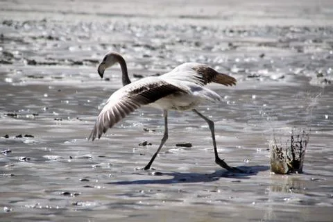 Gray flamingo Stock Photos