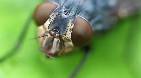 Gray flesh fly - Compound Eye Stock-Footage 24631363