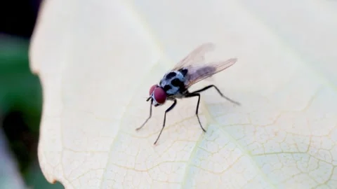 Gray Flesh Fly Resting on Fallen Leaf in Evening Macro Video Video stock 343794006