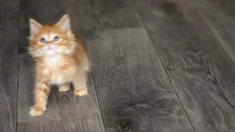 On the gray floor a small red kitten bounces 스톡 동영상 195613177