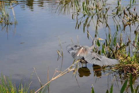 Gray Florida Bird Stock Photos
