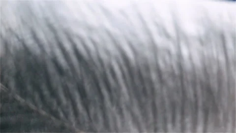 The gray fluff of the feather flutters from the gusts of wind. Abstract, extreme Stock Footage 149217644