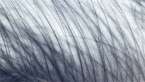 The gray fluff of a feather flutters in a strong wind. Extreme close-up, real ti Stock Footage 149218090