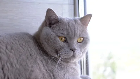 Gray fluffy British cat sits on a shelf, looks out the window on the balcony Stock Footage 312011470