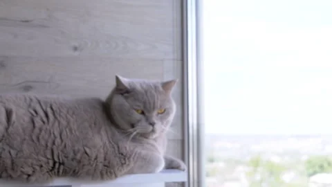 Gray fluffy British cat sits on a shelf, looks out the window on the balcony Stock Footage 312012030