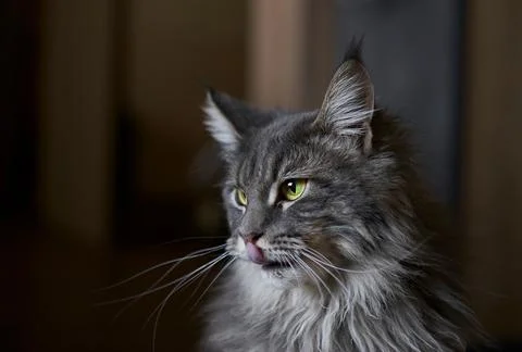 Gray fluffy cat on a black background, a cat with yellow eyes, a cat with an  Foto stock