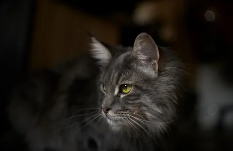 Gray fluffy cat on a black background, a cat with yellow eyes, a cat with an  Stock Photos