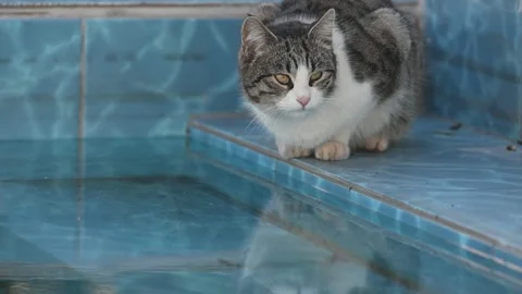 Gray fluffy cat drinking water from the pool. Street cat drinking water Vídeo Stock 238668010