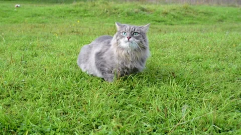 Gray fluffy cat eating green grass and looking away outdoors 库存影片 164093590