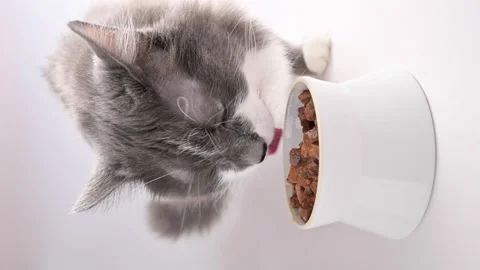Gray fluffy cat eats canned food. Domestic pet eats from a white cup on a white Video stock 149074266