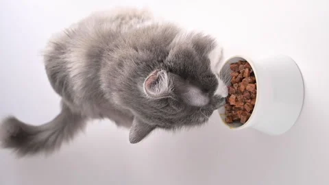 Gray fluffy cat eats canned food. Domestic pet eats from a white cup Video stock 149074377