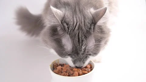 Gray fluffy cat eats canned food. Domestic pet eats from a white cup on a white Video stock 149076732