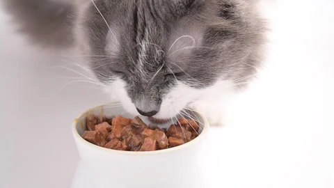 Gray fluffy cat eats canned food. Domestic pet eats from a white cup Stock Footage 149076887