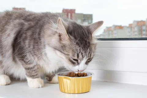 Gray fluffy cat eats food on the windowsill Stock Photos
