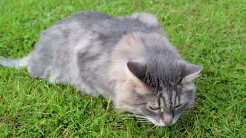 Gray fluffy cat eats green grass and looks away outdoors, close-up Vidéo 164093595