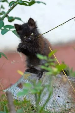 Gray fluffy cat in flower bed. Cute amazing kitten. Portrait of cute pretty k 스톡 사진